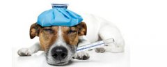 宠物养护与疫病防护专业